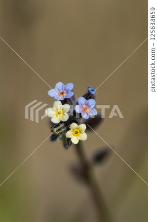 Forget-me-nots (Myosotis discolor) whose flowers change color. Forget-me-nots (Myosotis discolor) whose flowers change color. 125638659