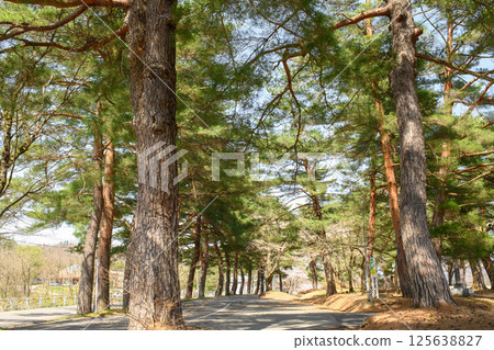 Beautiful spring pine tree lined streets, Akita Prefecture 125638827