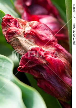 腐爛的紅色鬱金香 腐爛的紅色鬱金香 125638891
