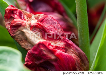 腐爛的紅色鬱金香 125638892