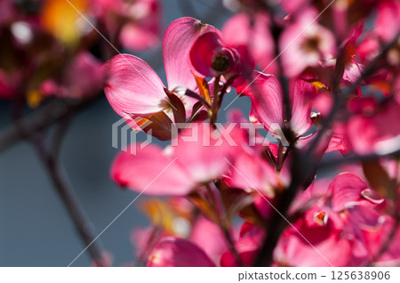 Flower tree Flower tree 125638906