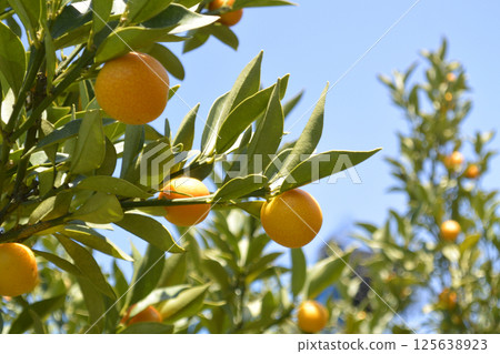 藍天和金橘 125638923