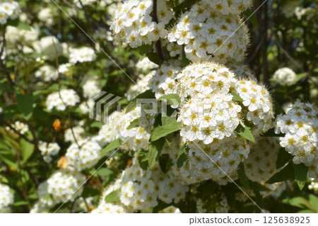 可愛的喜劇 125638925