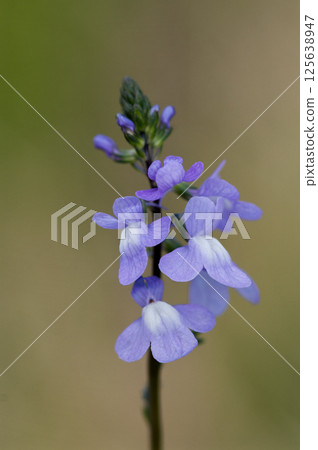 Pine needle orchid 125638947