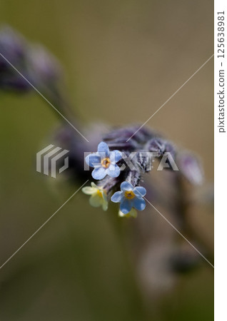 Forget-me-nots (Myosotis discolor) whose flowers change color. Forget-me-nots (Myosotis discolor) whose flowers change color. 125638981