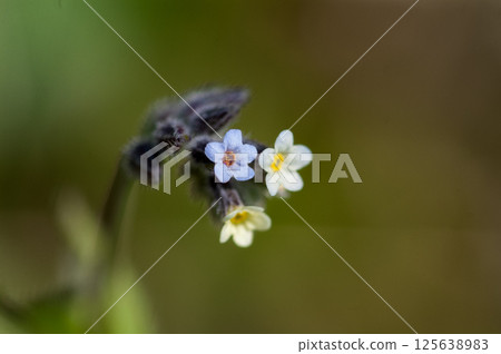 Forget-me-nots (Myosotis discolor) whose flowers change color. Forget-me-nots (Myosotis discolor) whose flowers change color. 125638983