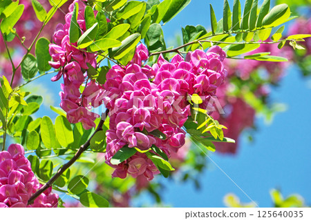 Pink Robinia pseudoacacia flowers (spring, April) Pink Robinia pseudoacacia flowers (spring, April) 125640035