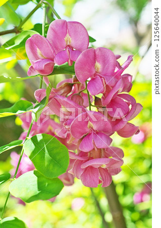 Pink Robinia pseudoacacia flowers (spring, April) 125640044