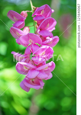 粉紅刺槐花（春季，四月） 125640067