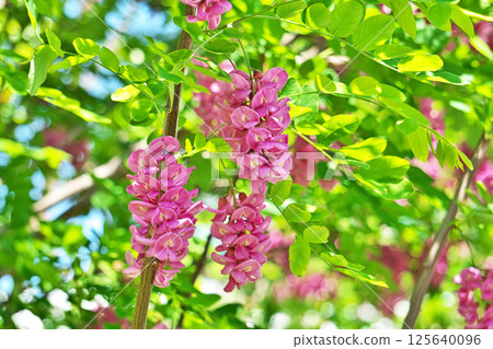 Pink Robinia pseudoacacia flowers (spring, April) Pink Robinia pseudoacacia flowers (spring, April) 125640096