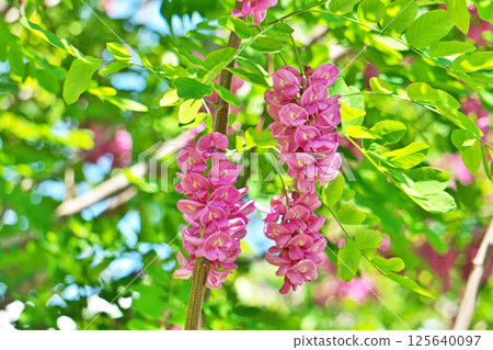 Pink Robinia pseudoacacia flowers (spring, April) 125640097