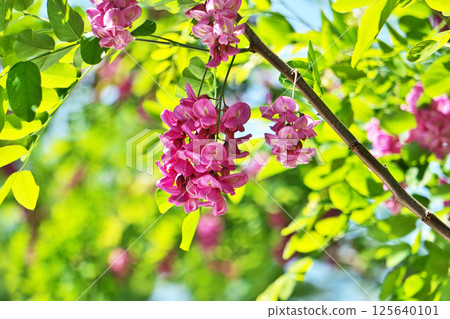 Pink Robinia pseudoacacia flowers (spring, April) Pink Robinia pseudoacacia flowers (spring, April) 125640101