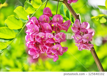 Pink Robinia pseudoacacia flowers (spring, April) 125640102
