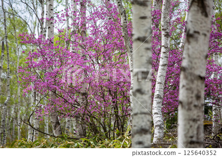 白樺林中盛開的三葉杜鵑花 1 125640352