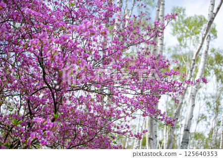 白樺林中盛開的三葉杜鵑花 2 125640353