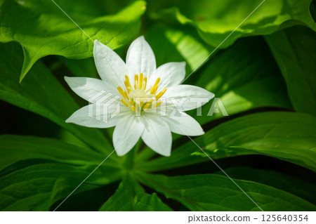 栂池自然公園的大花燈籠花 125640354