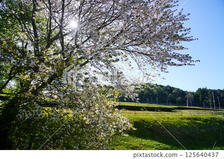 From the entrance to the Imperial Mausoleum of Kasuganomiya to the Yamato Tea Research Center in Nara Prefecture 125640437