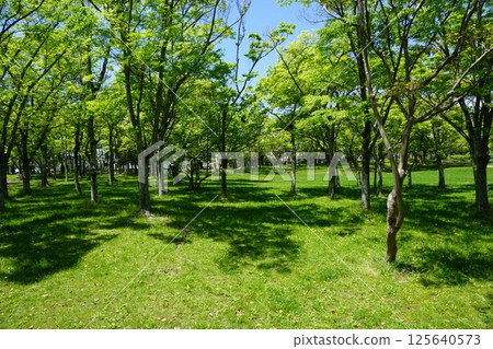 A park with sunlight filtering through the fresh greenery A park with sunlight filtering through the fresh greenery 125640573