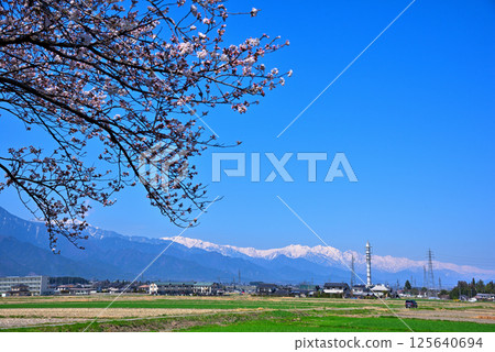 安曇野市的春天：巳瀨自行車廣場的櫻花與北阿爾卑斯山 125640694