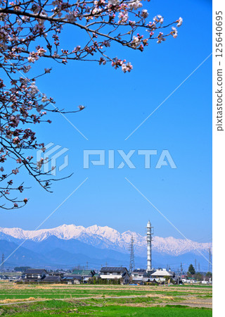 安曇野市的春天：巳瀨自行車廣場的櫻花與北阿爾卑斯山 125640695