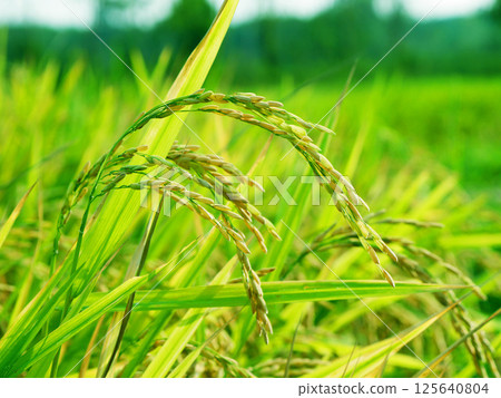 Golden rice plants in the field during harvest season, ripe rice grains under natural sunlight, Rice in a paddy field,Blur Paddy rice field in the morning 125640804