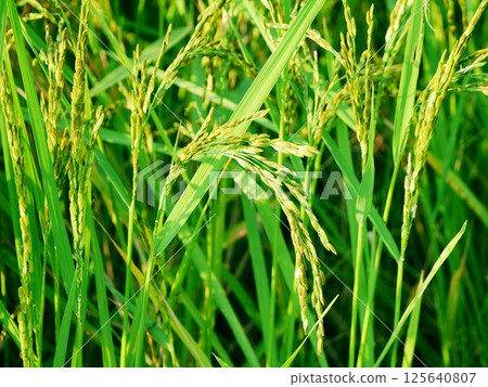 Golden rice plants in the field during harvest season, ripe rice grains under natural sunlight, Rice in a paddy field,Blur Paddy rice field in the morning Golden rice plants in the field during harvest season, ripe rice grains under natural sunlight, Rice in a paddy field,Blur Paddy rice field in the morning 125640807