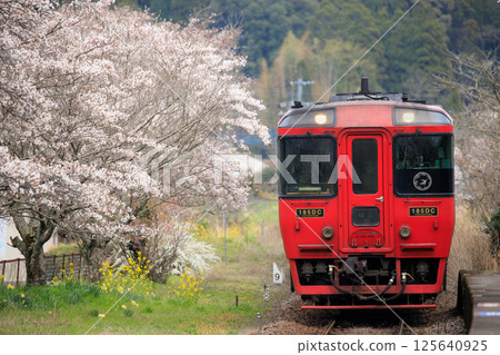 JR九州特快「由布號」經過的北山田站，櫻花盛開。 125640925