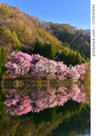 Omachi cherry tree of Nakanishi 125640993