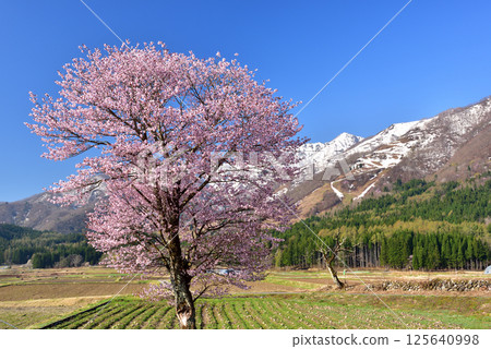 神代的一棵櫻花樹 125640998