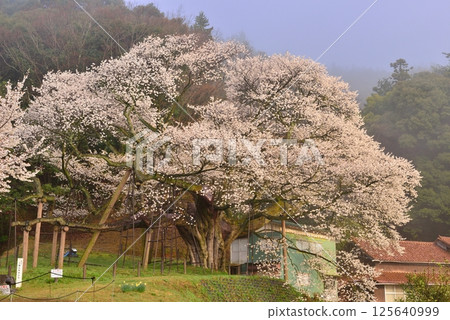 太平美澄櫻桃樹 125640999