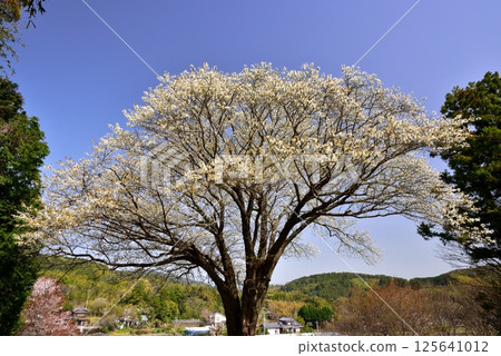 Moonlight cherry tree 125641012
