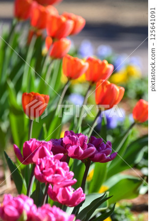 Colorful tulips blooming in a flowerbed Colorful tulips blooming in a flowerbed 125641091