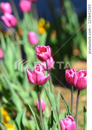 Pink tulips blooming in the flowerbed 125641203
