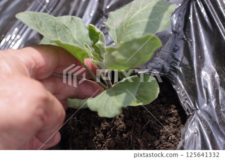 五月種植茄子 125641332