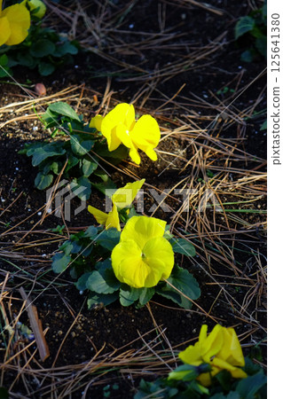 Kojima Hana no Kai Flower field pansy yellow flowers 125641380