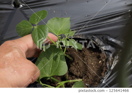 菜豆的種植 菜豆的種植 125641466