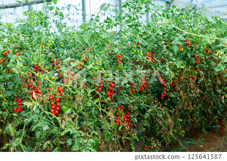 Red grape tomatoes ripening on bushes in greenhouse Red grape tomatoes ripening on bushes in greenhouse 125641587