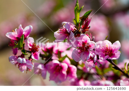 Flowering peach trees on field Flowering peach trees on field 125641690