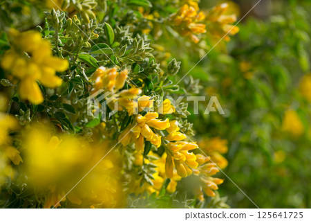 Yellow blooms of Teline osmariensis 125641725
