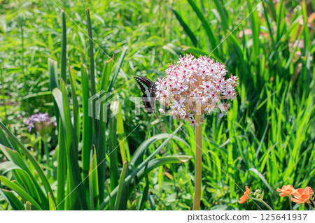 可愛的粉紅色花朵和蝴蝶 125641937
