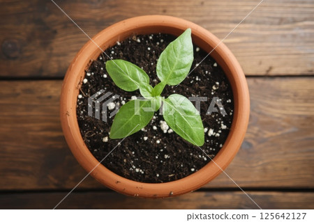 Close-Up of a Young Plant Growing in a Container Made of Recycled Materials Close-Up of a Young Plant Growing in a Container Made of Recycled Materials 125642127