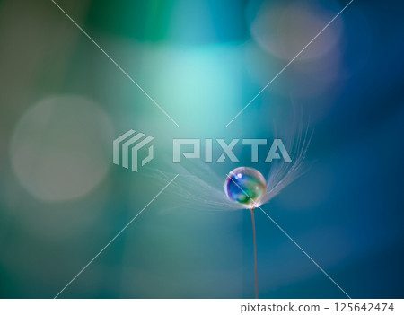 A fantastical scene of light hitting droplets on dandelion fluff 125642474