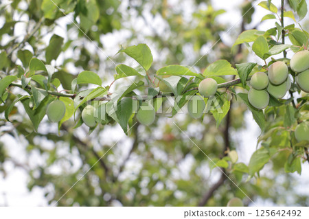 Plum fruit Plum fruit 125642492