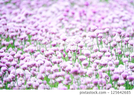 A field of lovely light purple chives A field of lovely light purple chives 125642685
