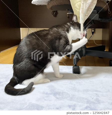 Black and white cat gnawing at clothes string 125642847