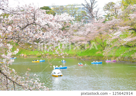 [Chidorigafuchi Park] Cherry blossoms in full bloom and a couple rowing a boat 125642914