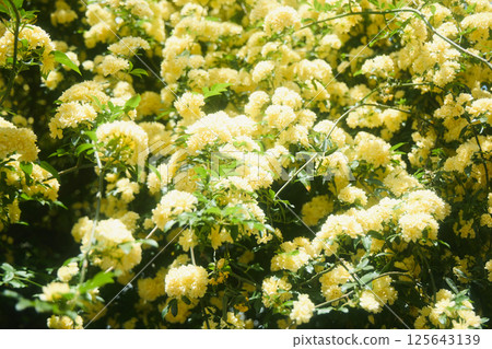 Spring's Yellow Rose Spring's Yellow Rose 125643139
