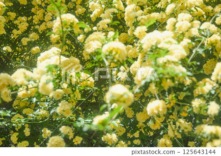 春天的黃玫瑰 125643144