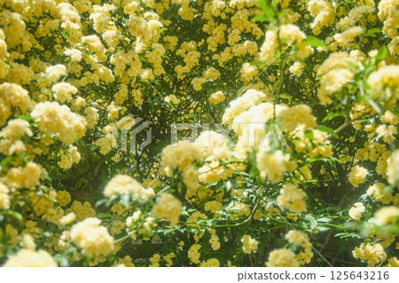 春天的黃玫瑰 125643216