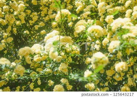 春天的黃玫瑰 125643217